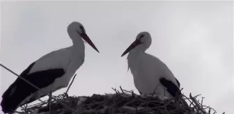 Kars'ta leylekler, kara rağmen yuvalarına döndü