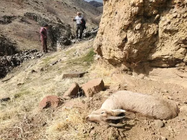 Koruma altındaki dağ keçileri, koyun- keçi vebasından ölmüş Koruma altındaki dağ keçileri, koyun- keçi vebasından ölmüş