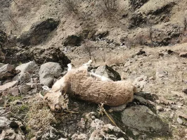 Koruma altındaki dağ keçileri, koyun- keçi vebasından ölmüş Koruma altındaki dağ keçileri, koyun- keçi vebasından ölmüş