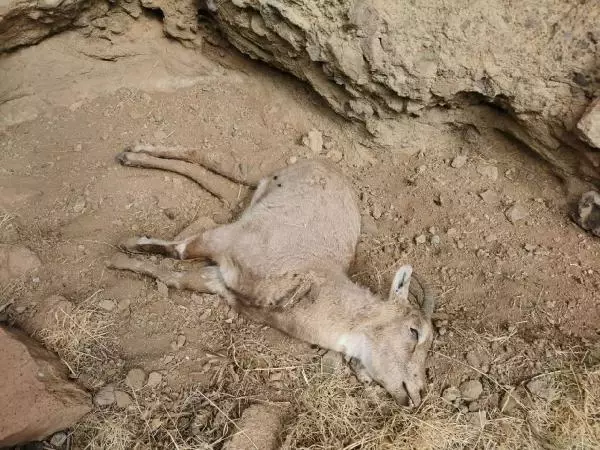 Koruma altındaki dağ keçileri, koyun- keçi vebasından ölmüş Koruma altındaki dağ keçileri, koyun- keçi vebasından ölmüş