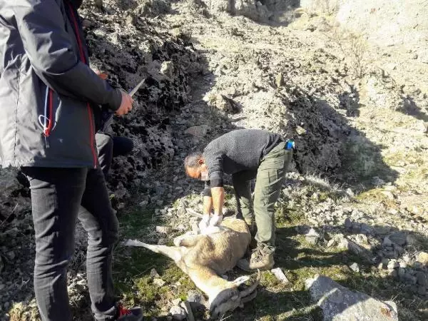 Koruma altındaki dağ keçileri, koyun- keçi vebasından ölmüş Koruma altındaki dağ keçileri, koyun- keçi vebasından ölmüş