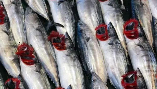 Sezonun son palamutları tanesi 50 liradan satılıyor Sezonun son palamutları tanesi 50 liradan satılıyor