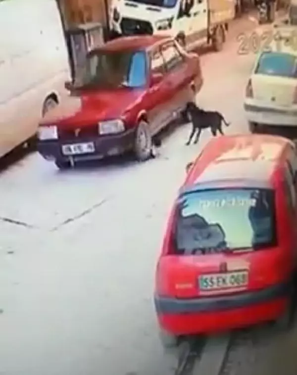 Yavru köpeği ezip arkasına bile bakmadan gitti Yavru köpeği ezip arkasına bile bakmadan gitti