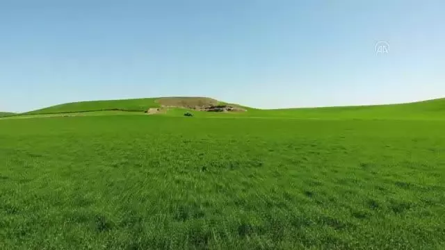 Çiftçiler ekinleri hastalıklara ve yabani otlara karşı ilaçlıyor Çiftçiler ekinleri hastalıklara ve yabani otlara karşı ilaçlıyor