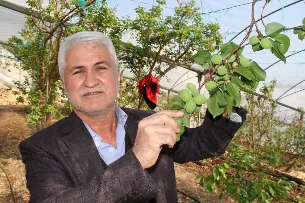 Daha önce yere dökülen kayısı çağlasının kilosu şimdilerde 100 TL'den satılıyor Daha önce yere dökülen kayısı çağlasının kilosu şimdilerde 100 TL'den satılıyor