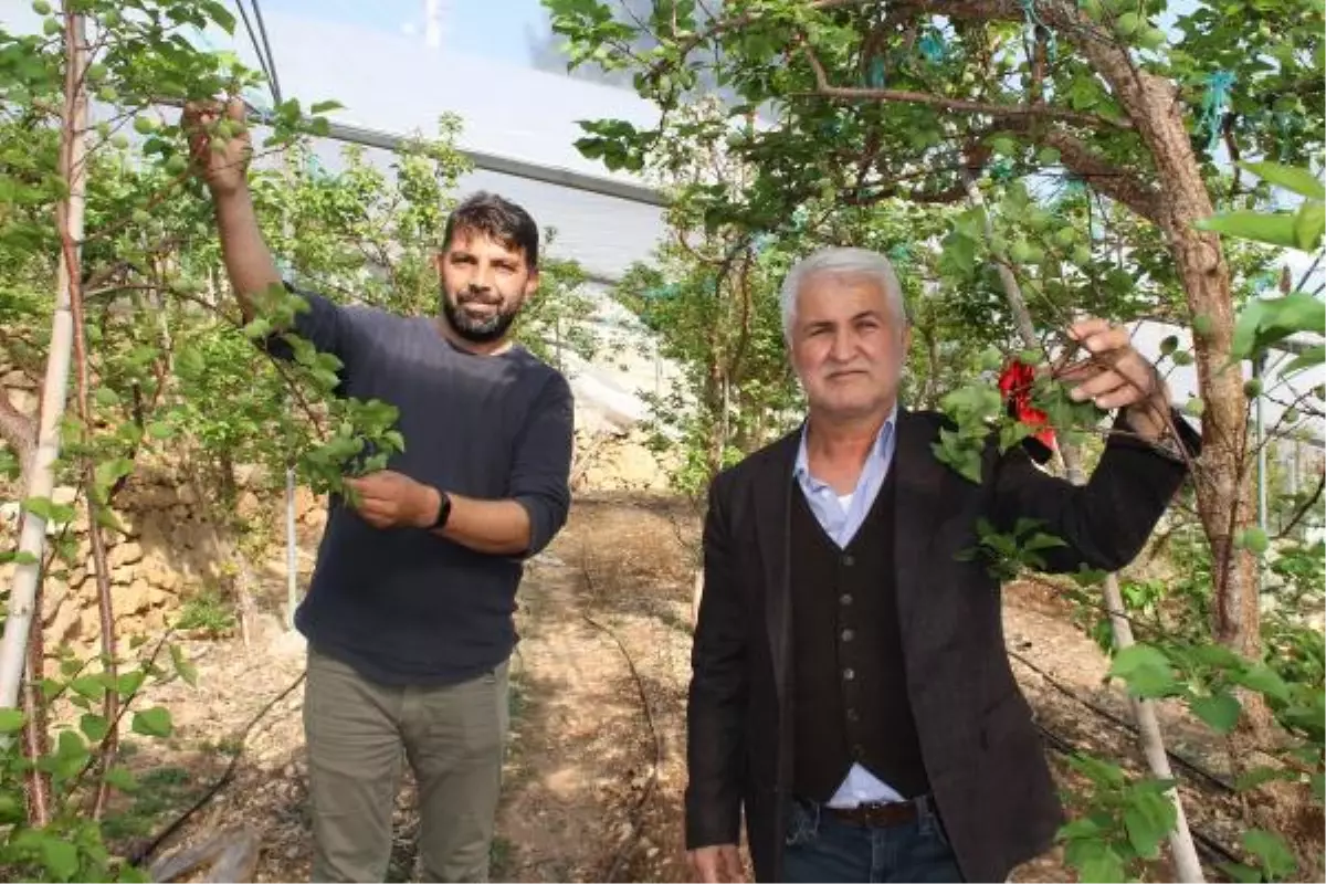 Daha önce yere dökülen kayısı çağlasının kilosu şimdilerde 100 TL'den satılıyor