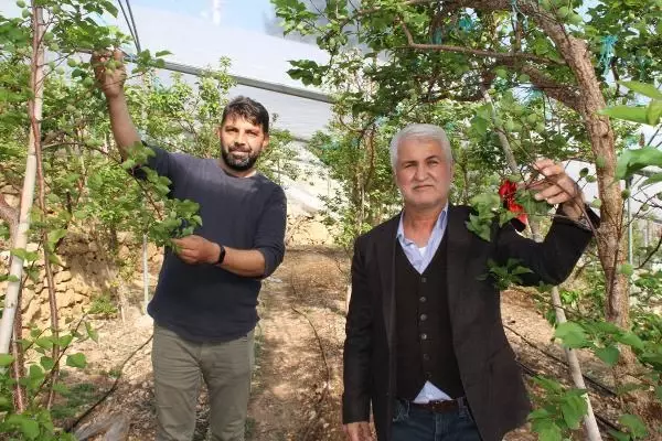 Daha önce yere dökülen kayısı çağlasının kilosu şimdilerde 100 TL'den satılıyor Daha önce yere dökülen kayısı çağlasının kilosu şimdilerde 100 TL'den satılıyor