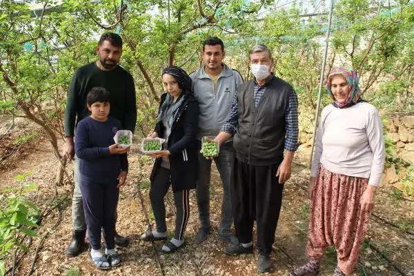 Daha önce yere dökülen kayısı çağlasının kilosu şimdilerde 100 TL'den satılıyor Daha önce yere dökülen kayısı çağlasının kilosu şimdilerde 100 TL'den satılıyor