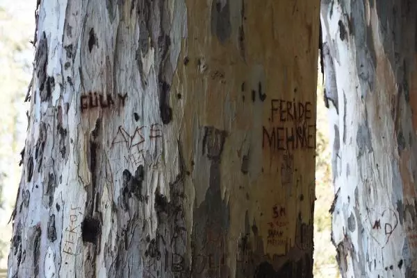 Aşk Yolu'nun 83 yıllık ağaçlarına adlarını yazıyorlar