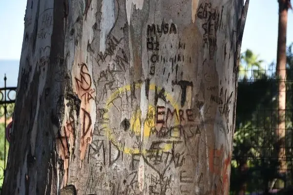 Aşk Yolu'nun 83 yıllık ağaçlarına adlarını yazıyorlar