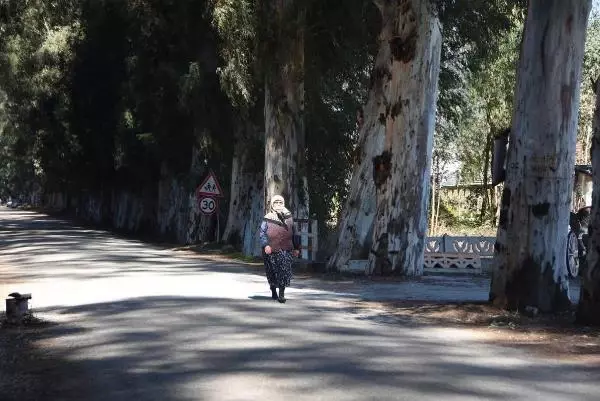 Aşk Yolu'nun 83 yıllık ağaçlarına adlarını yazıyorlar