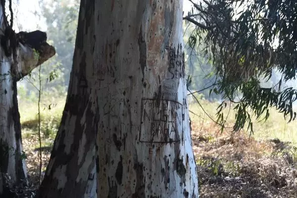 Aşk Yolu'nun 83 yıllık ağaçlarına adlarını yazıyorlar