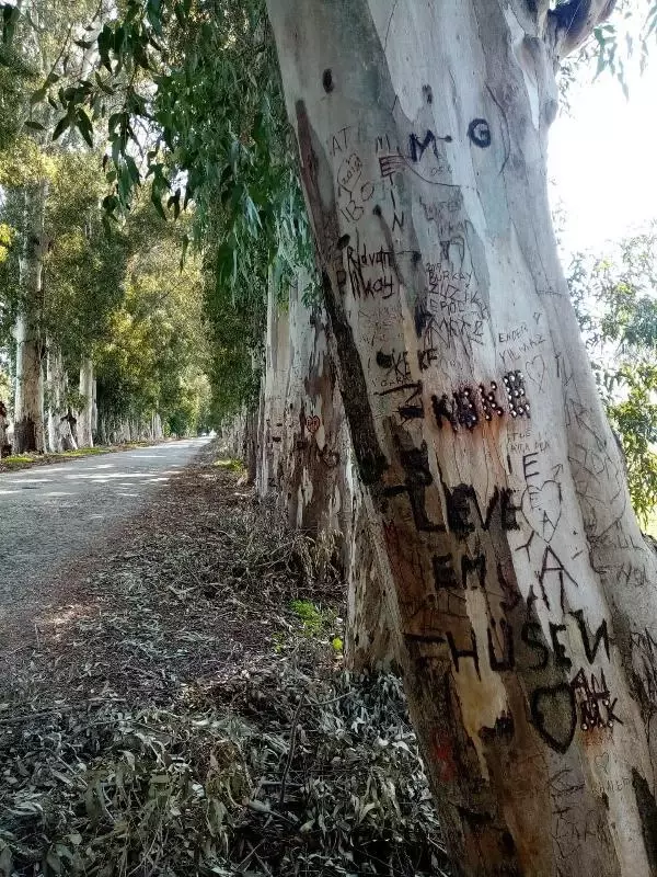 Aşk Yolu'nun 83 yıllık ağaçlarına adlarını yazıyorlar