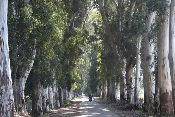 Aşk Yolu'nun 83 yıllık ağaçlarına adlarını yazıyorlar
