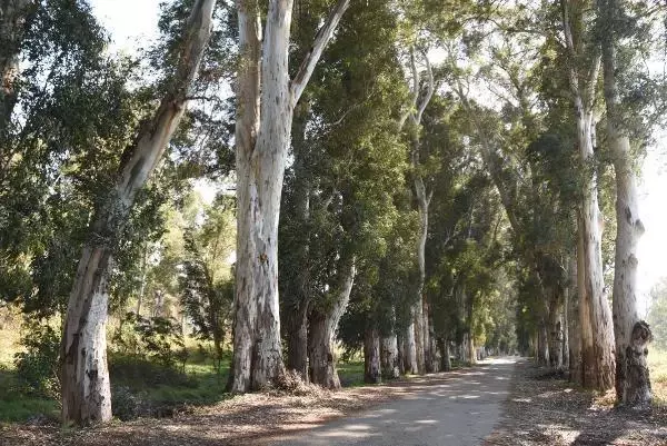 Aşk Yolu'nun 83 yıllık ağaçlarına adlarını yazıyorlar