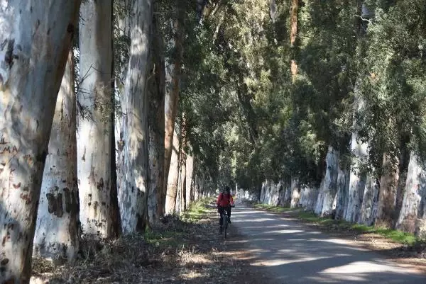 Aşk Yolu'nun 83 yıllık ağaçlarına adlarını yazıyorlar