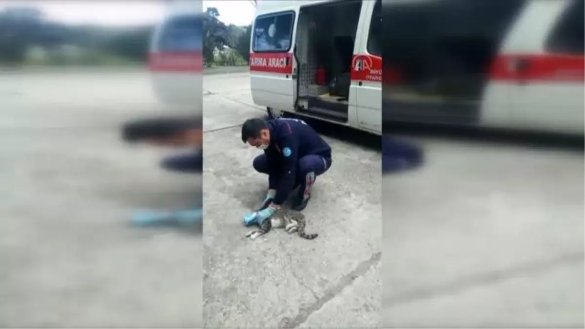 Son dakika haber: Başı konserve kutusuna sıkışan kediyi itfaiyeciler kurtardı