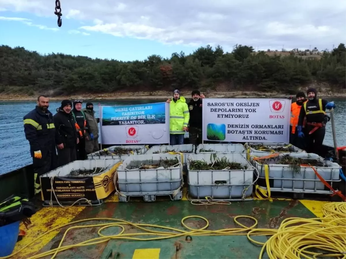 BOTAŞ'tan Saros Körfezi'nde gerçekleştirdiği proje alanına 100 bin ağaç