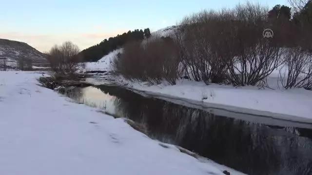 Aç kalan kurt ve tilkiler yerleşim yerlerinde yiyecek aradı Aç kalan kurt ve tilkiler yerleşim yerlerinde yiyecek aradı