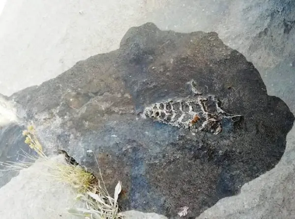 Adıyaman'da 70 milyonluk yıllık Gastropod fosili bulundu Adıyaman'da 70 milyonluk yıllık Gastropod fosili bulundu