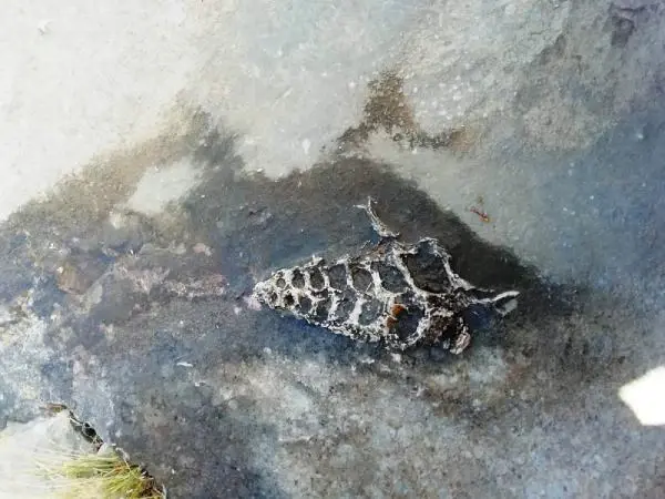 Adıyaman'da 70 milyonluk yıllık Gastropod fosili bulundu Adıyaman'da 70 milyonluk yıllık Gastropod fosili bulundu
