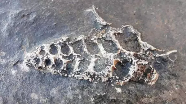 Adıyaman'da 70 milyonluk yıllık Gastropod fosili bulundu Adıyaman'da 70 milyonluk yıllık Gastropod fosili bulundu