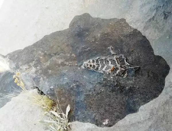 Adıyaman'da 70 milyonluk yıllık Gastropod fosili bulundu Adıyaman'da 70 milyonluk yıllık Gastropod fosili bulundu