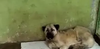 Bakımsız köpeklerin görüntüsü sosyal medyada çıkınca harekete geçildi