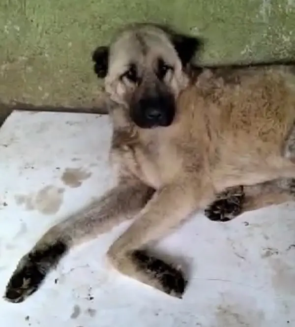 Bakımsız köpeklerin görüntüsü sosyal medyada çıkınca harekete geçildi