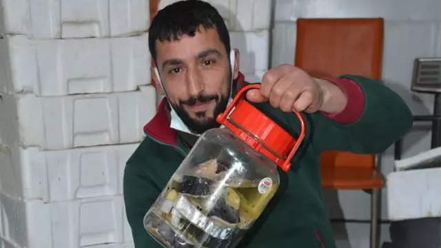Balıkçılar, kavanozu 350 lira olan lakerda taleplerine yetişemiyor Balıkçılar, kavanozu 350 lira olan lakerda taleplerine yetişemiyor
