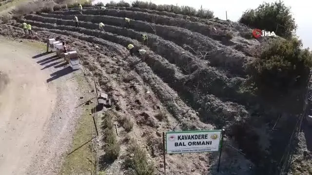Bu ormandan bal damlayacak, köylüye gelir olacak Bu ormandan bal damlayacak, köylüye gelir olacak