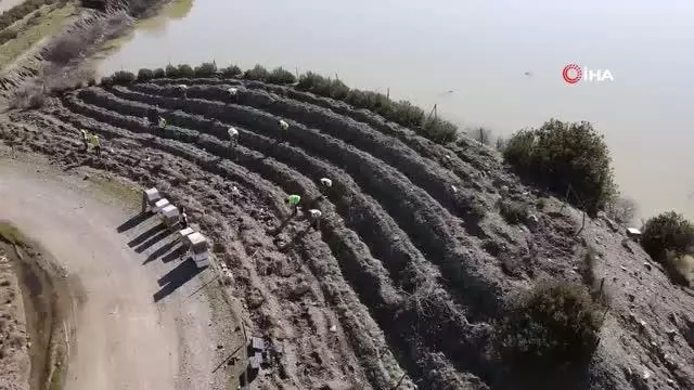 Bu ormandan bal damlayacak, köylüye gelir olacak Bu ormandan bal damlayacak, köylüye gelir olacak