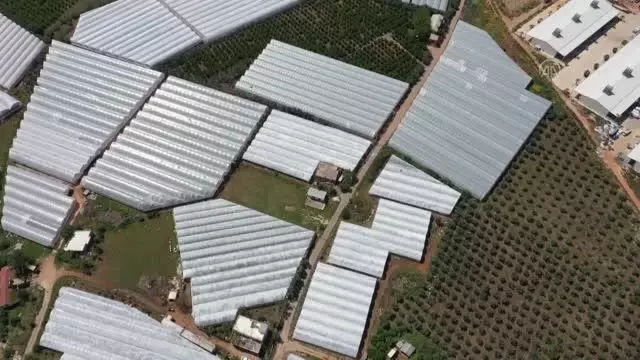 Domateste 'dayanıklı bitki genlerini' belirleyen ekip, ilaçsız üretime hazırlanıyor Domateste 'dayanıklı bitki genlerini' belirleyen ekip, ilaçsız üretime hazırlanıyor