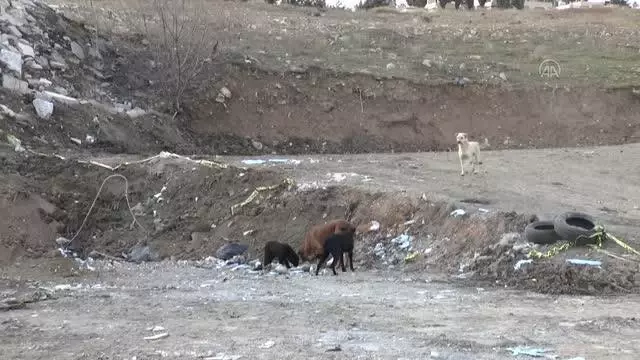 Hayvanseverler, Gölbaşı'nda 20 ölü köpeğin bulunduğu boş araziye çiçek bıraktı Hayvanseverler, Gölbaşı'nda 20 ölü köpeğin bulunduğu boş araziye çiçek bıraktı