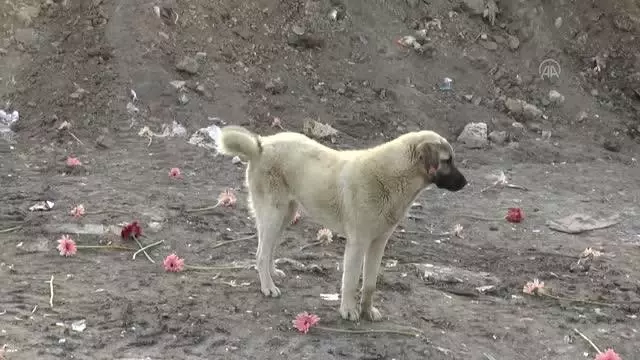 Hayvanseverler, Gölbaşı'nda 20 ölü köpeğin bulunduğu boş araziye çiçek bıraktı Hayvanseverler, Gölbaşı'nda 20 ölü köpeğin bulunduğu boş araziye çiçek bıraktı