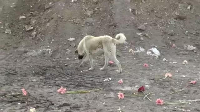 Hayvanseverler, Gölbaşı'nda 20 ölü köpeğin bulunduğu boş araziye çiçek bıraktı Hayvanseverler, Gölbaşı'nda 20 ölü köpeğin bulunduğu boş araziye çiçek bıraktı