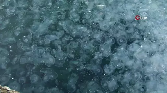 İstanbul'un ünlü sahilinde turistleri şaşkına çeviren manzara İstanbul'un ünlü sahilinde turistleri şaşkına çeviren manzara