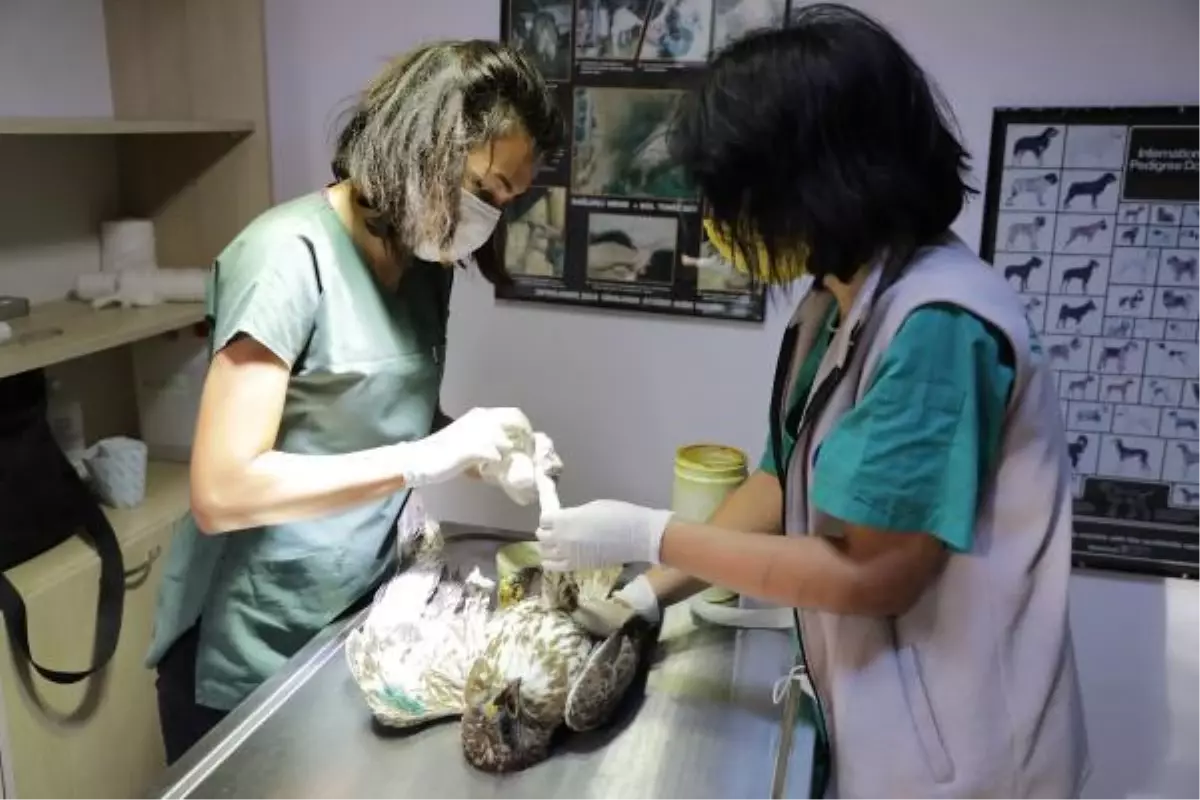 Antalya'da tedavi edilen 4 kızıl şahin doğaya salındı