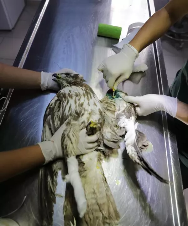 Antalya'da tedavi edilen 4 kızıl şahin doğaya salındı