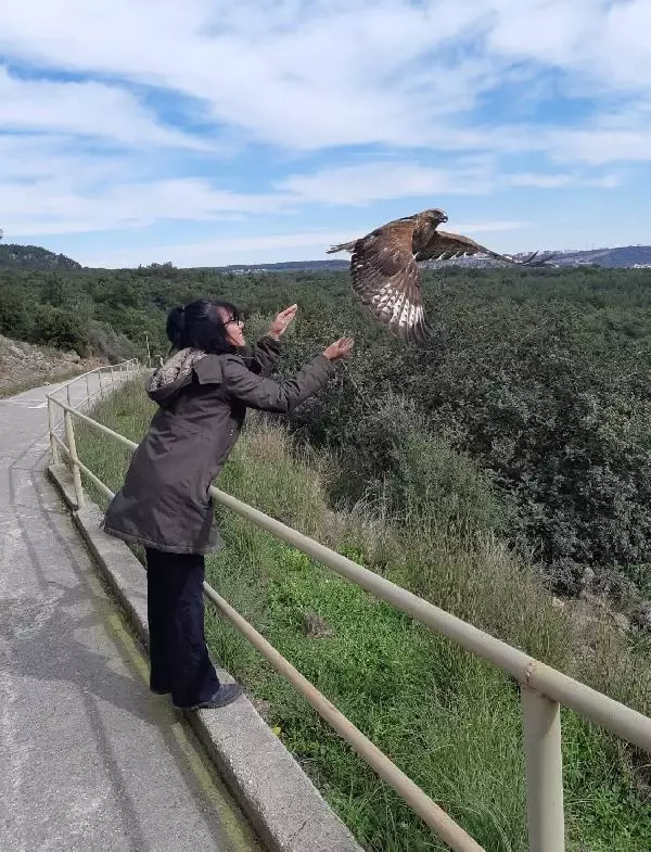 Antalya'da tedavi edilen 4 kızıl şahin doğaya salındı