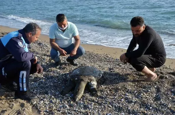 Antalya'da sahile ölü Nil kaplumbağası vurdu Antalya'da sahile ölü Nil kaplumbağası vurdu