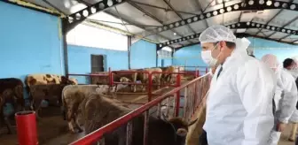 Sivas'ta, büyükbaşlara şap ve sığır çiçeği aşısı