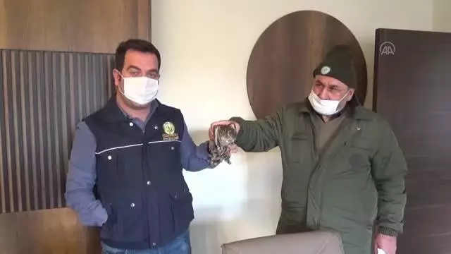 Yaralı bulunan atmaca tedaviye alındı Yaralı bulunan atmaca tedaviye alındı