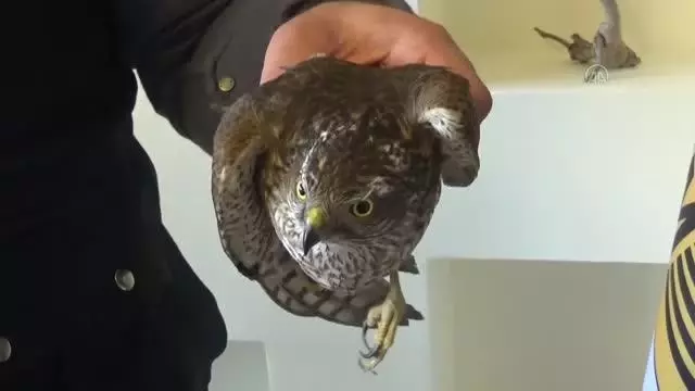 Yaralı bulunan atmaca tedaviye alındı Yaralı bulunan atmaca tedaviye alındı