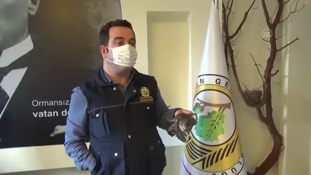 Yaralı bulunan atmaca tedaviye alındı Yaralı bulunan atmaca tedaviye alındı