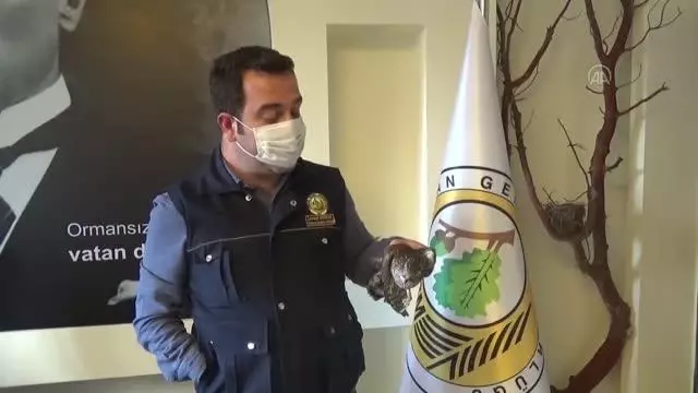 Yaralı bulunan atmaca tedaviye alındı Yaralı bulunan atmaca tedaviye alındı