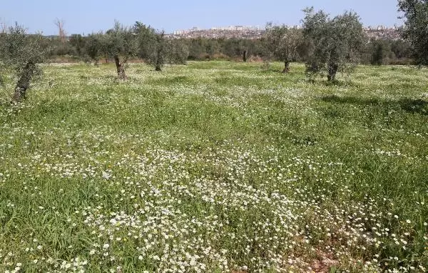 Zeytinpark'ta baharın müjdecisi papatyalar açtı