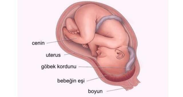 bebek plasentasi nedir plasenta islevi nedir ne ise yarar bebek plasentasi yenir mi haberler