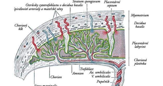 Bebek plasentası nedir? Plasenta işlevi nedir, ne işe yarar? Bebek plasentası yenir mi?