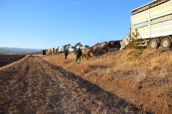 Büyükbaş yüklü TIR devrildi; araziye dağılan hayvanlardan 5'i kayboldu Büyükbaş yüklü TIR devrildi; araziye dağılan hayvanlardan 5'i kayboldu